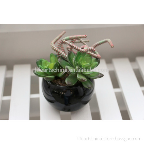 succulent plants, mini plant, ceramic pot #11, assorted succulents